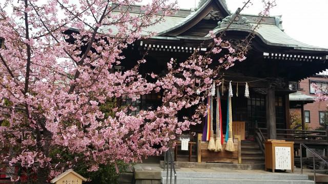 桜神宮の桜が咲いてます