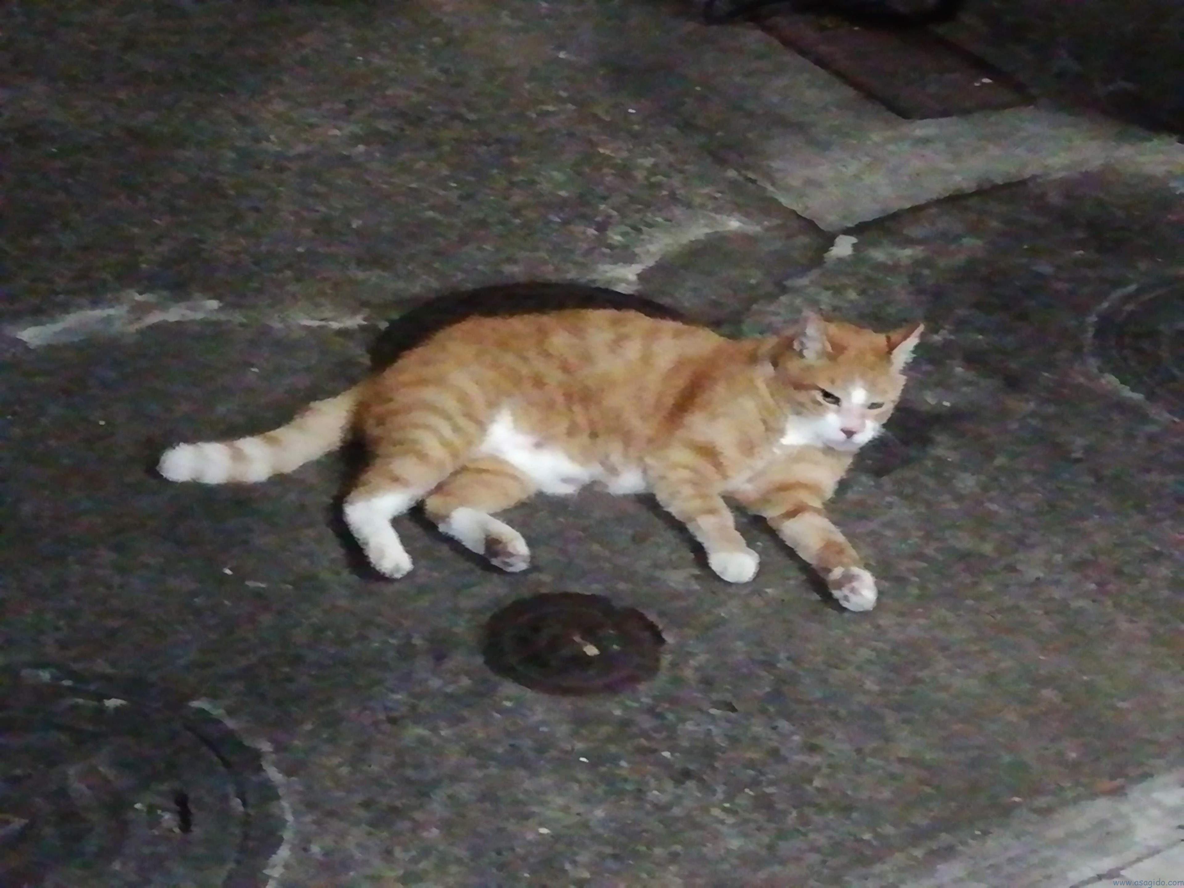 京都の交換会