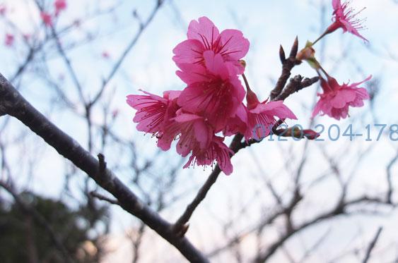 久米島の桜の花